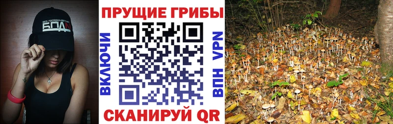 OMG зеркало  Жиздра  Псилоцибиновые грибы GOLDEN TEACHER 